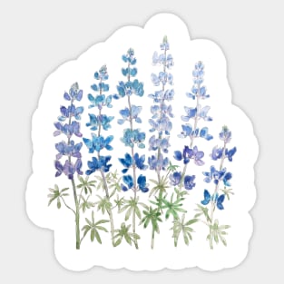 blue and purple lupin flowers Sticker